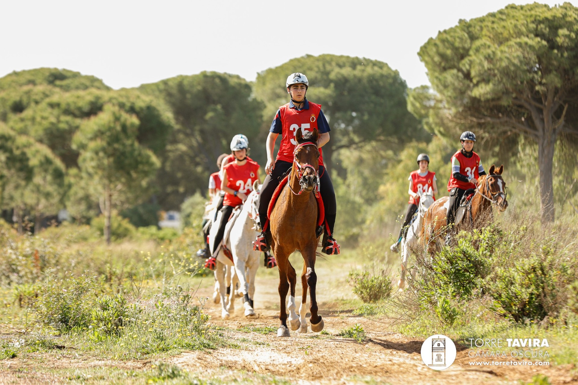 Equipo Rojo entrenando caballos de Raid entre pinos en Andalucía